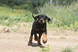 DOBERMANN 738